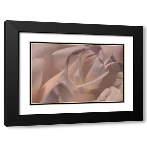 Heart of a Rose VI Black Modern Wood Framed Art Print with Double Matting by Crane, Rita
