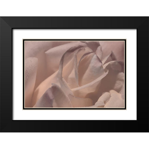 Heart of a Rose VI Black Modern Wood Framed Art Print with Double Matting by Crane, Rita