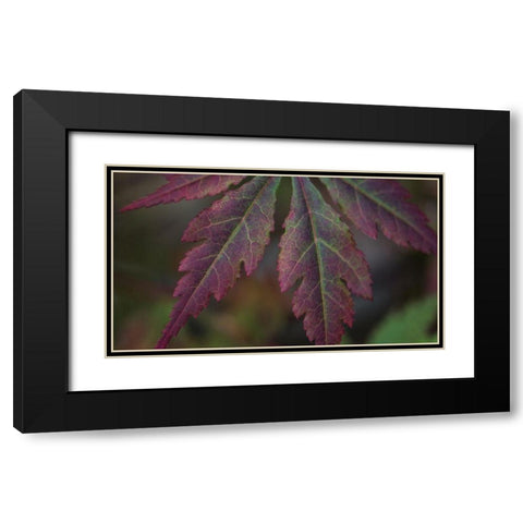 Autumn Maple I Black Modern Wood Framed Art Print with Double Matting by Crane, Rita