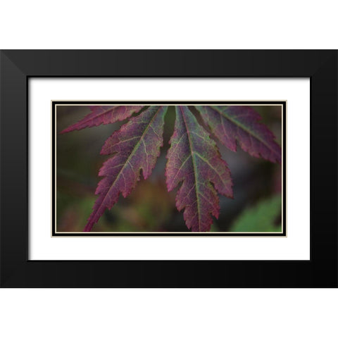 Autumn Maple I Black Modern Wood Framed Art Print with Double Matting by Crane, Rita