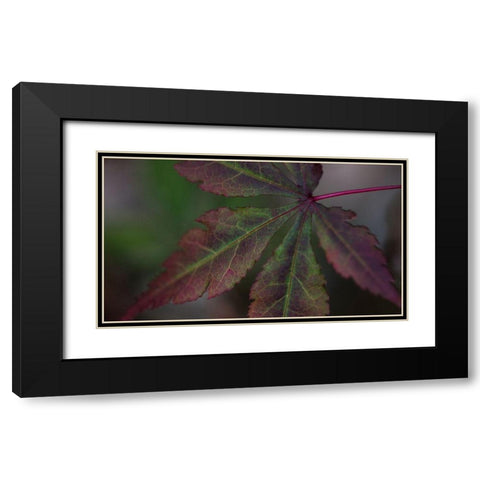 Autumn Maple II Black Modern Wood Framed Art Print with Double Matting by Crane, Rita