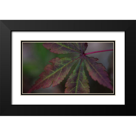Autumn Maple II Black Modern Wood Framed Art Print with Double Matting by Crane, Rita