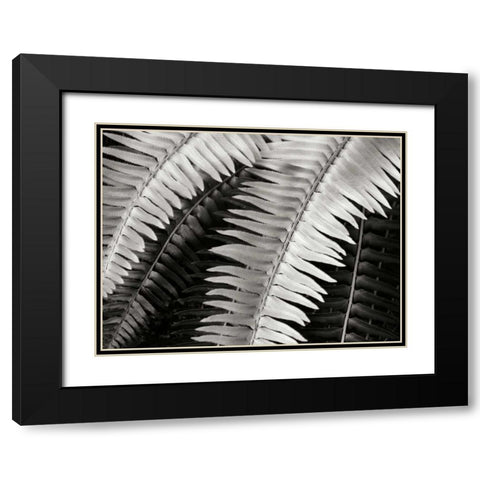 Fern I Black Modern Wood Framed Art Print with Double Matting by Christensen, Jim