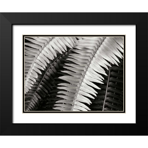Fern I Black Modern Wood Framed Art Print with Double Matting by Christensen, Jim