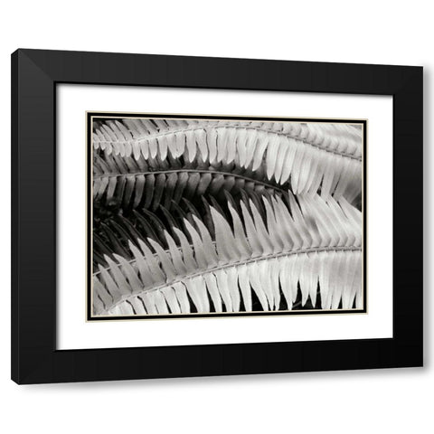Fern II Black Modern Wood Framed Art Print with Double Matting by Christensen, Jim