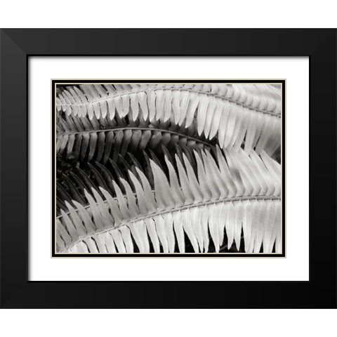 Fern II Black Modern Wood Framed Art Print with Double Matting by Christensen, Jim
