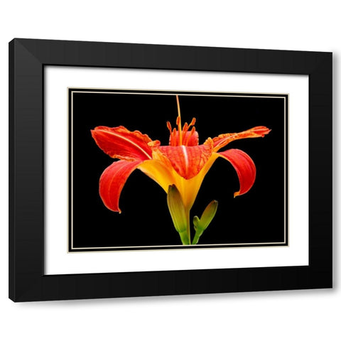 Day Lily II Black Modern Wood Framed Art Print with Double Matting by Christensen, Jim