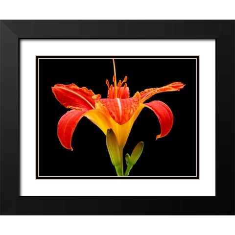 Day Lily II Black Modern Wood Framed Art Print with Double Matting by Christensen, Jim