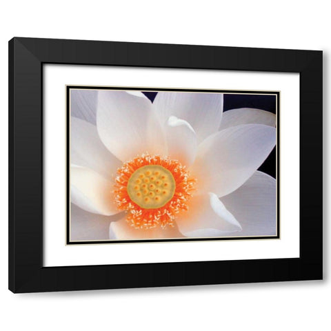Lotus I Black Modern Wood Framed Art Print with Double Matting by Christensen, Jim