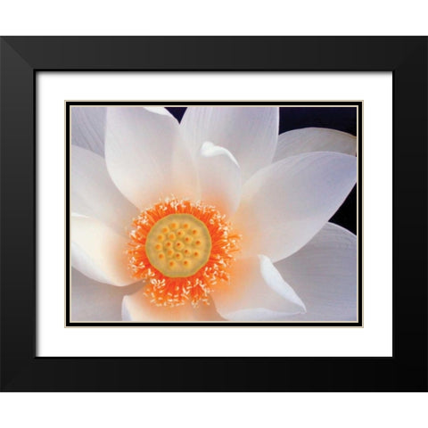 Lotus I Black Modern Wood Framed Art Print with Double Matting by Christensen, Jim