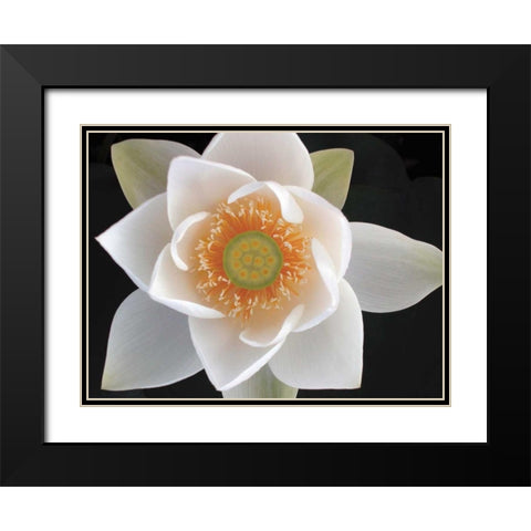 Lotus II Black Modern Wood Framed Art Print with Double Matting by Christensen, Jim