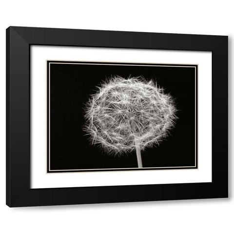 Dandelion 1 Black Modern Wood Framed Art Print with Double Matting by Christensen, Jim