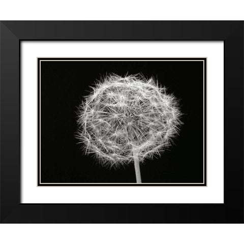Dandelion 1 Black Modern Wood Framed Art Print with Double Matting by Christensen, Jim