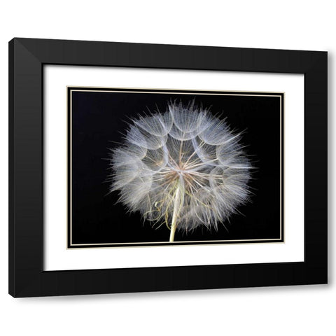Goats Beard 1 Black Modern Wood Framed Art Print with Double Matting by Christensen, Jim