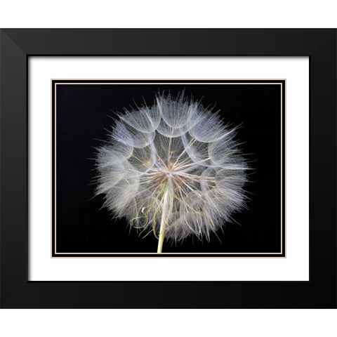 Goats Beard 1 Black Modern Wood Framed Art Print with Double Matting by Christensen, Jim