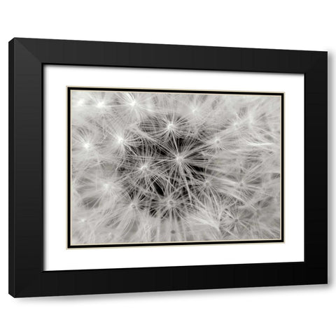 Dandelion 2 Black Modern Wood Framed Art Print with Double Matting by Christensen, Jim