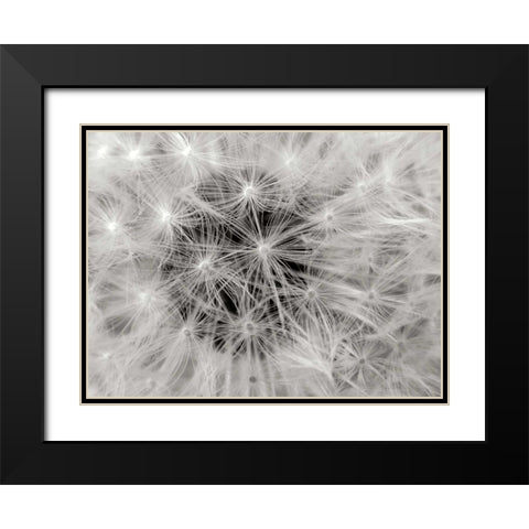 Dandelion 2 Black Modern Wood Framed Art Print with Double Matting by Christensen, Jim