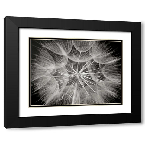 Goats Beard 3 Black Modern Wood Framed Art Print with Double Matting by Christensen, Jim