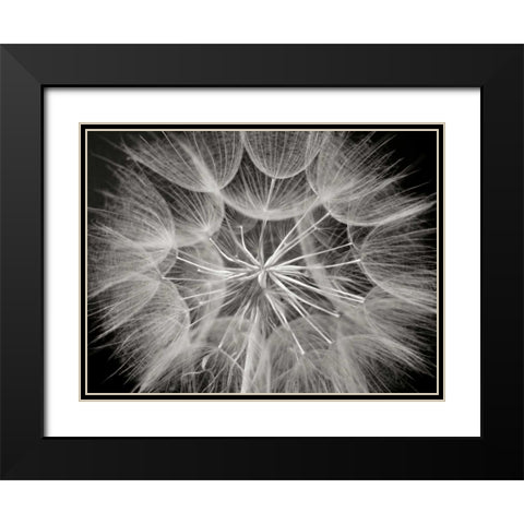 Goats Beard 3 Black Modern Wood Framed Art Print with Double Matting by Christensen, Jim