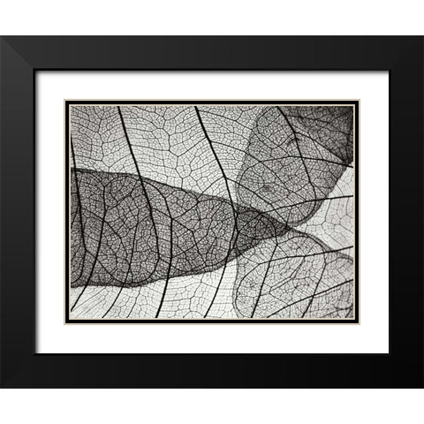 Leaf Designs II BW Black Modern Wood Framed Art Print with Double Matting by Christensen, Jim