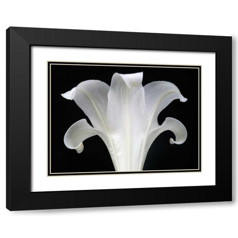 Lily on Black III Black Modern Wood Framed Art Print with Double Matting by Christensen, Jim