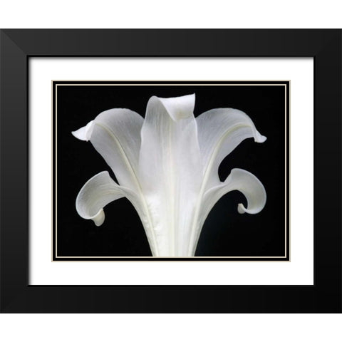 Lily on Black III Black Modern Wood Framed Art Print with Double Matting by Christensen, Jim
