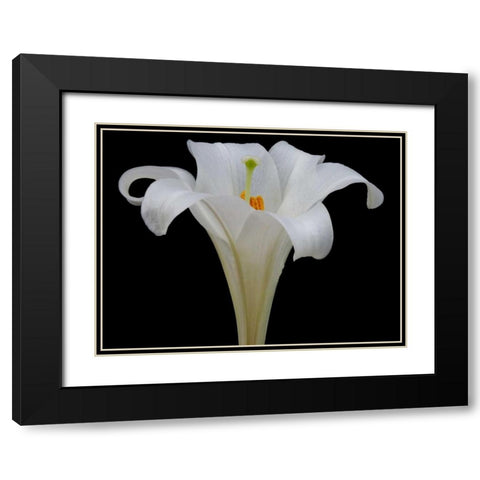 Lily on Black IV Black Modern Wood Framed Art Print with Double Matting by Christensen, Jim