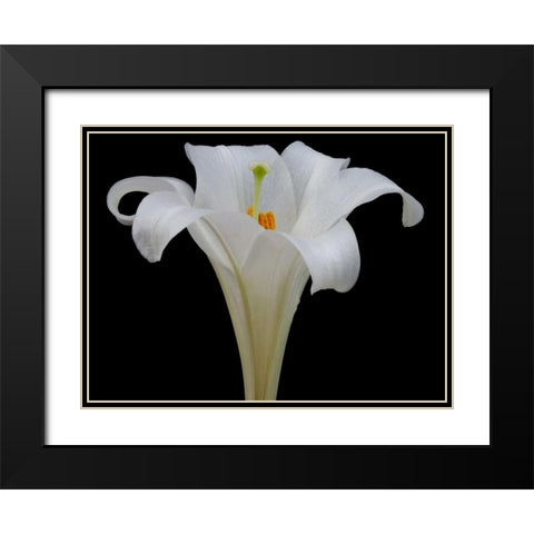 Lily on Black IV Black Modern Wood Framed Art Print with Double Matting by Christensen, Jim