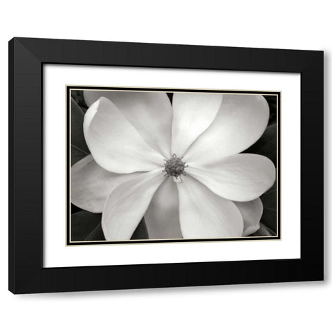 Magnolia I Black Modern Wood Framed Art Print with Double Matting by Christensen, Jim