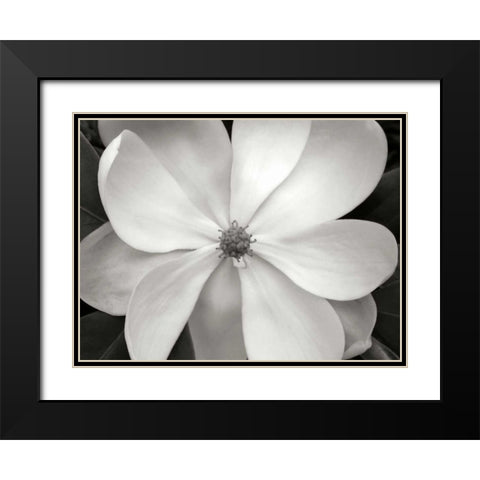 Magnolia I Black Modern Wood Framed Art Print with Double Matting by Christensen, Jim