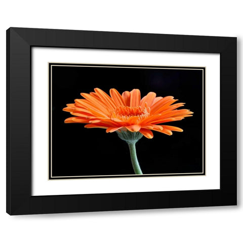 Gerber Angle II Black Modern Wood Framed Art Print with Double Matting by Christensen, Jim