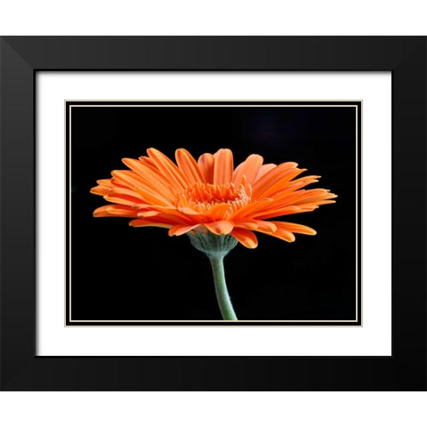 Gerber Angle II Black Modern Wood Framed Art Print with Double Matting by Christensen, Jim