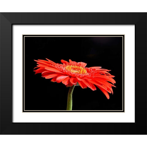 Gerber Angle V Black Modern Wood Framed Art Print with Double Matting by Christensen, Jim