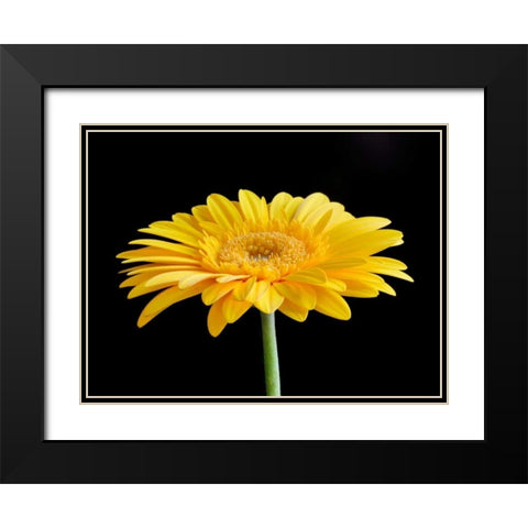 Gerber Angle VI Black Modern Wood Framed Art Print with Double Matting by Christensen, Jim