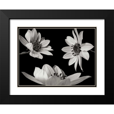 Trio I Black Modern Wood Framed Art Print with Double Matting by Christensen, Jim