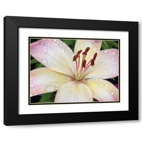 Flower After Rain I Black Modern Wood Framed Art Print with Double Matting by Christensen, Jim