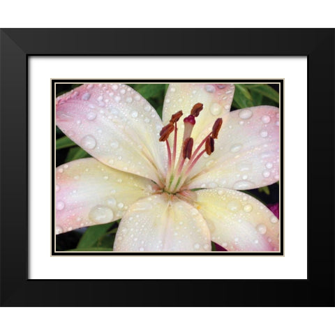Flower After Rain I Black Modern Wood Framed Art Print with Double Matting by Christensen, Jim