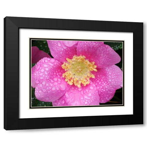 Flower After Rain II Black Modern Wood Framed Art Print with Double Matting by Christensen, Jim