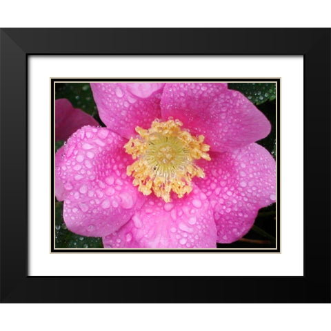 Flower After Rain II Black Modern Wood Framed Art Print with Double Matting by Christensen, Jim