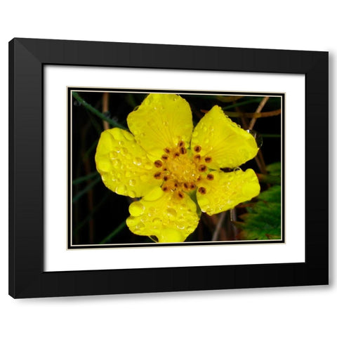 Flower After Rain III Black Modern Wood Framed Art Print with Double Matting by Christensen, Jim