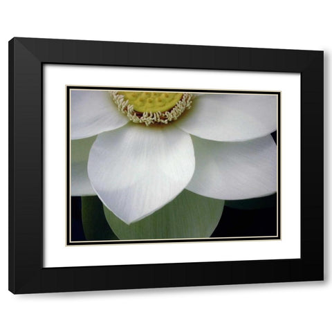 Macro Lotus Black Modern Wood Framed Art Print with Double Matting by Christensen, Jim