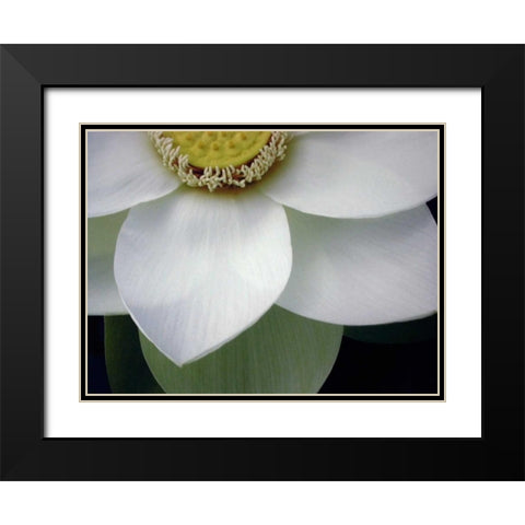 Macro Lotus Black Modern Wood Framed Art Print with Double Matting by Christensen, Jim