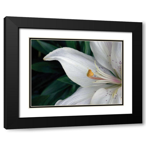 Macro Lily Black Modern Wood Framed Art Print with Double Matting by Christensen, Jim
