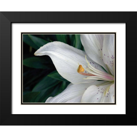 Macro Lily Black Modern Wood Framed Art Print with Double Matting by Christensen, Jim