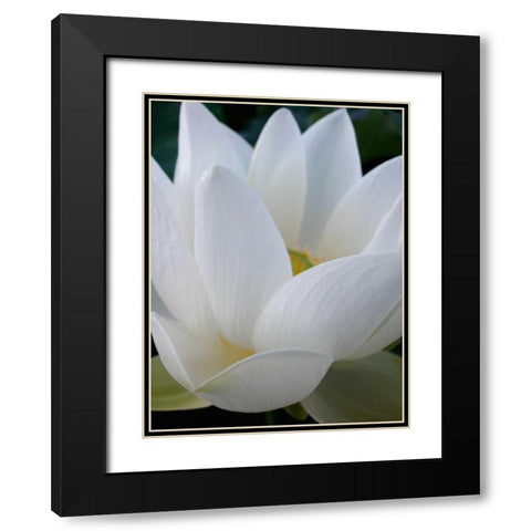 Lotus Black Modern Wood Framed Art Print with Double Matting by Christensen, Jim