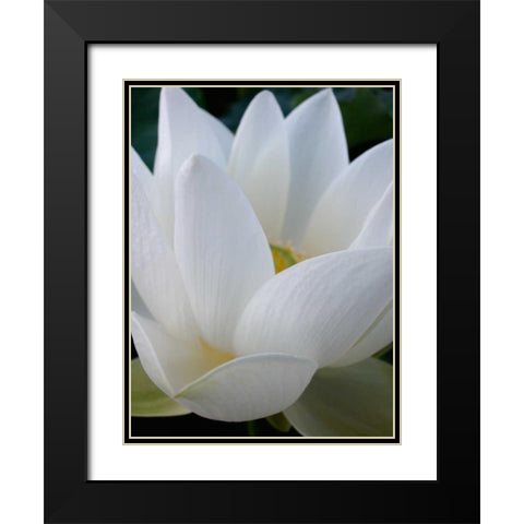 Lotus Black Modern Wood Framed Art Print with Double Matting by Christensen, Jim