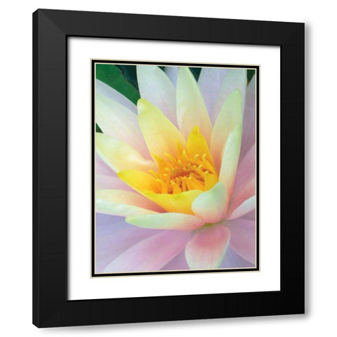 Water Lily Black Modern Wood Framed Art Print with Double Matting by Christensen, Jim