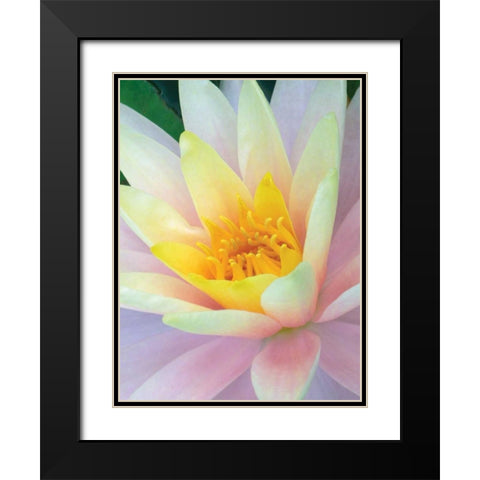 Water Lily Black Modern Wood Framed Art Print with Double Matting by Christensen, Jim