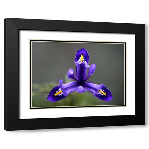 First Spring Iris Black Modern Wood Framed Art Print with Double Matting by Hellmann, Stan
