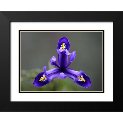 First Spring Iris Black Modern Wood Framed Art Print with Double Matting by Hellmann, Stan